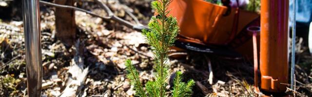 10 olulist maksumuudatust, mida iga metsaomanik teadma peab