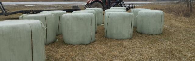 FOTOD | Kättemaks või poisikeste lollus? Saaremaal lõigati noaga puruks hunnik silopalle