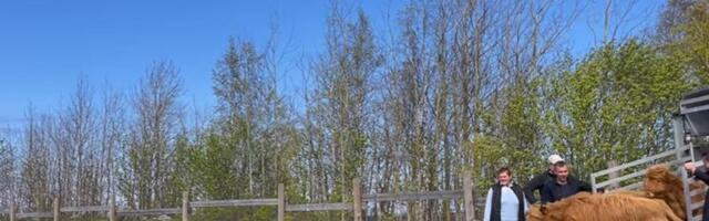 VIDEO | Mägiveised saabusid Paljassaare rannaniitu hooldama