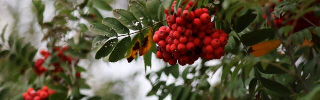 Septembri algus tuleb soe, päevased maksimumid tõusevad kohati 25°C-ni. Kuu lõpus muutub ilm jahedaks