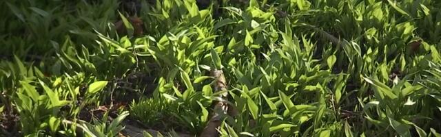 Karulaugu hooaeg on alanud