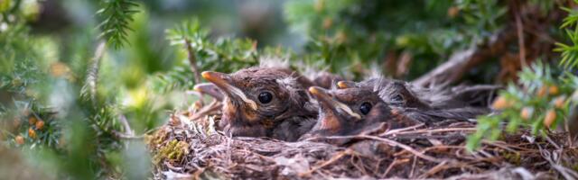 Keskkonna­amet alustab pesitsusrahu kontrollidega