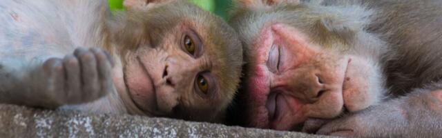 Uuring: Teatud Parkinsoni tõve sümptomite geeniravimeetod võib ravida alkoholismi