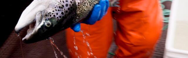 EL kahtlustab Norra lõhetootjaid hinnakokkuleppes