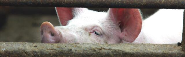 Tartumaal Maagi 2000 seaga farmis tuvastati Aafrika katk