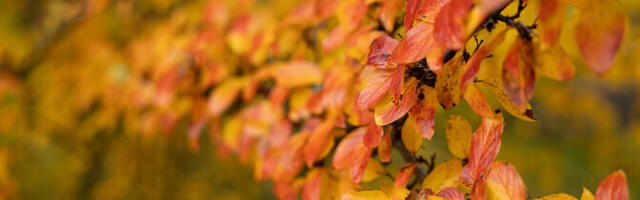 Reedel on oodata soojemat ilma