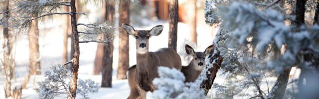 Hiina päevahoroskoop kõikidele loomamärkidele : kolmapäev, 21. jaanuar