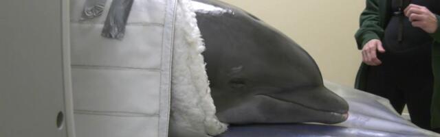 Reporter: Lucky nimeline delfiin saab vähiravi!