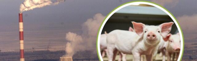 Iru koostootmisjaamas pole haigestunud sigu võimalik põletada. Mis saab edasi?