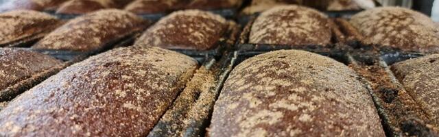 Leivajuuretise bakterid võivad toidutootmise muuta jätkusuutlikumaks