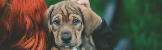 SÜDAMEKUU VARJUPAIKADES! Koerapidamine on südametervisele hea