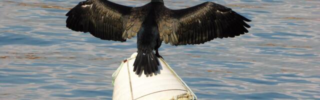 Rannakalurid pooldavad keskkonnaameti otsust: kormoranide arvukust tuleb piirata, kalavarud on ohus