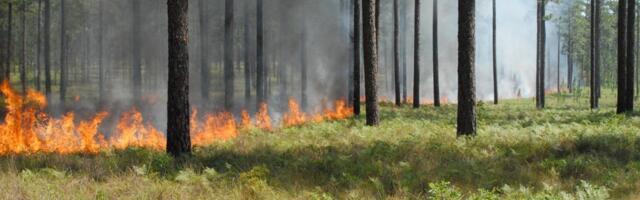 Väikesed metsapõlengud aitavad ära hoida suuri ja kasvatada elurikkust