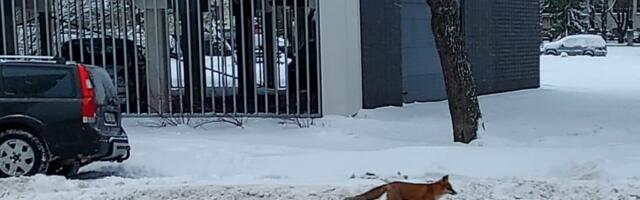 VIDEO | Lasnamäele on elama asunud rebane. LOV: „Keegi ei hakka teda sunniviisiliselt kinni püüdma“