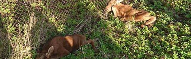 Loomakaitseliit: Kevadtormi kahju loomadele on tegelikult märksa suurem, kui välja näidatakse