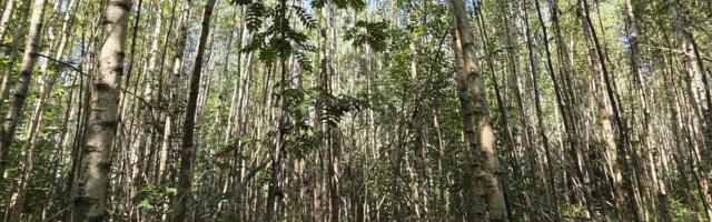 Harvendatud kaasik annab vähem, aga paremat puitu
