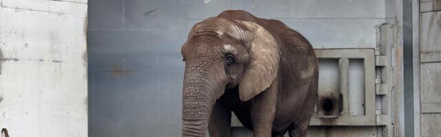 Loomaaed sai annetustena 6,5 tonni kõrvitsaid