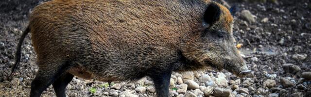 Jahiselts plaanib Tauksi saarel jahti