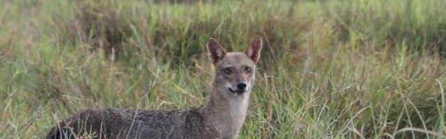 Uurime linnalegendi: kas Tallinnas elutseb tõesti šaakaleid?