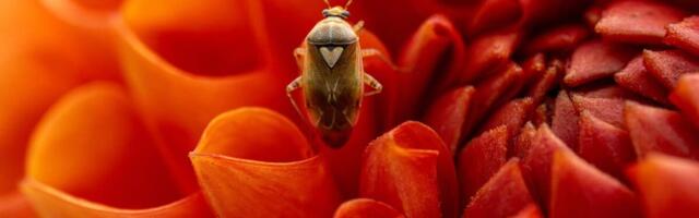 Uus Sony 100 mm G Master makroobjektiiv avab täiesti uue detailitaseme