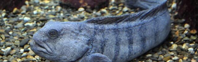 Merihundi tugevad hambad tõmbuvad pikisuunalise surve peale ka laiuti kokku