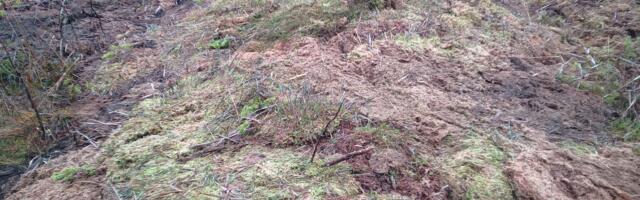 RMK taastab tänavu ligi 2400 hektarit soid