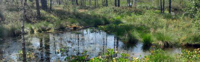 Arne Rannikmäe: loodusvaatluse asemel käib turistide võidujooks rabas