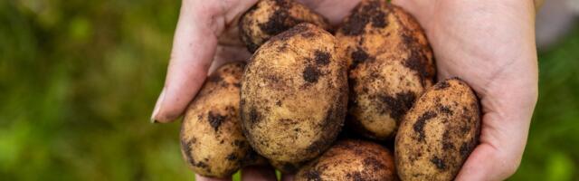 Marju Kõivupuu: vabaduse nimel lubasime süüa isegi kartulikoori. Nüüd pole toidul väärtust ollagi