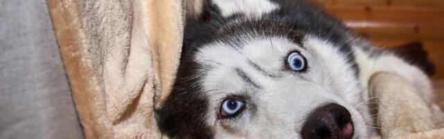 Peigmees tühistas oma pulmad purjus koera tõttu