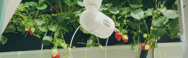 VIDEO: Dyson hakkas maasikaid kasvatama