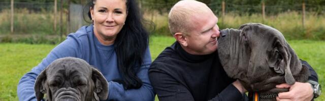 Tõukoerte eliit sünnib Sõmerul: ettevõtjad kasvatavad luksuslikke lemmikuid