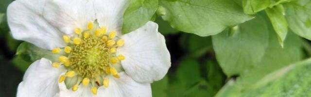 FOTOD | Võililled õitsevad sügisel! Vaata, millised taimed enda õisi ebatavaliselt hilja näitavad