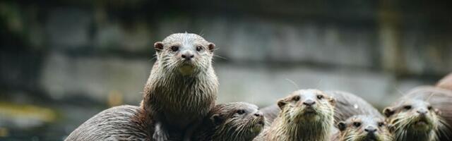 Saarma levik on Saaremaal seni arvatust laialdasem