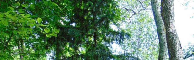 PÄRIS EHTNE | Jugapuud Kassari lehtmetsas