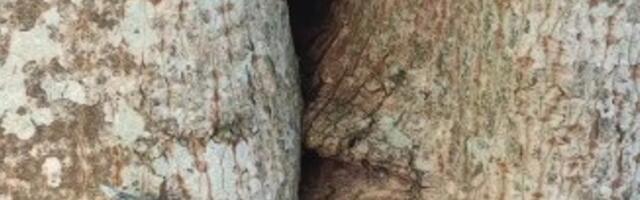 FOTOD | Üllatav leid Saaremaal: sokusarved, mis kasvasid puusse