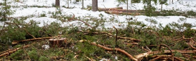 Eesti ja maailma teadlased kutsuvad energiaks puidu põletamisest loobuma