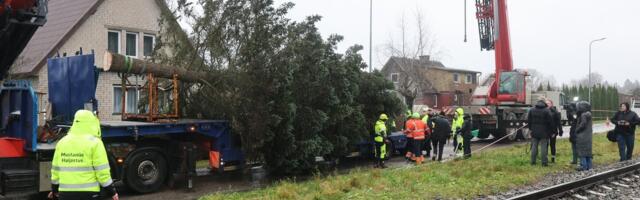 OTSEFOTOD | Tallinna jõulukuusk tuleb Kohilast. Omanik_ kasvasin koos sellega üles, aga nüüdseks oli puu ohtlik