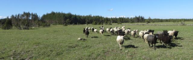 RMK otsib rentnikke enam kui 6500 hektarile pärandniitudele