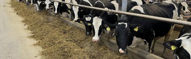 Eesti keskmine piimatoodang lehmalt läheneb 12 tonnile