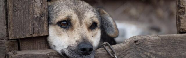 Uuest aastast keelustatakse koerte püsiv ketis pidamine