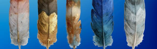 Vali üks sulg ja saa teada, mida see sinu iseloomu kohta paljastab