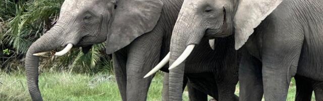 Amboseli rahvuspargis on kuu ajaga surnud ootamatult 15 elevanti, kohalikud võimud on algatanud uurimise.