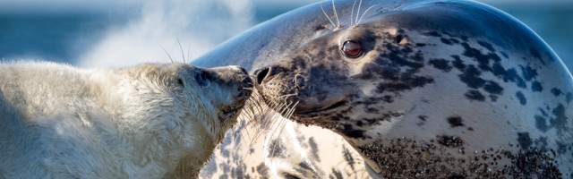 Fotolugu: õrnusehetk