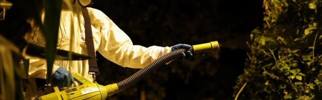 VIROLOOG SELGITAB | Kas troopikahaigus chikungunya võib tulevikus hakata Eestis kanda kinnitama?