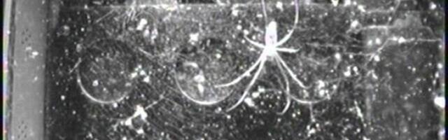 FOTO | Rohkem kui 50 aastat tagasi saatis NASA kosmosesse kaks ämblikku: mida see andis? FOTO | Rohkem kui 50 aastat tagasi saatis NASA kosmosesse kaks ämblikku: mida see andis?