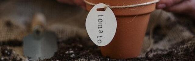 Põllumajandus- ja Toiduamet hoiatab teatud riikidest pärit tomatiseemne kasutamise eest