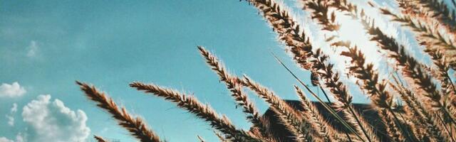 Россия может столкнуться с рекордной за последние десятилетия потерей урожая озимых