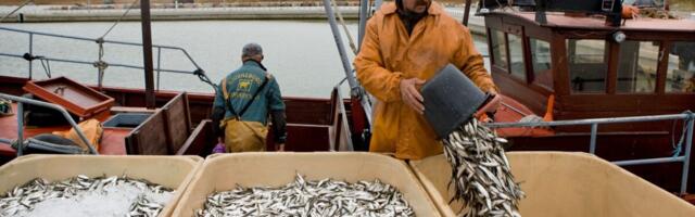 Kilu ja räime seisund Läänemeres on halb