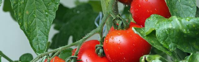 Põllumajandus- ja Toiduamet hoiatab teatud riikidest pärit tomatiseemne kasutamise eest