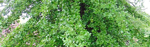 Igihaljas ronitaim Fortune’i kikkapuu